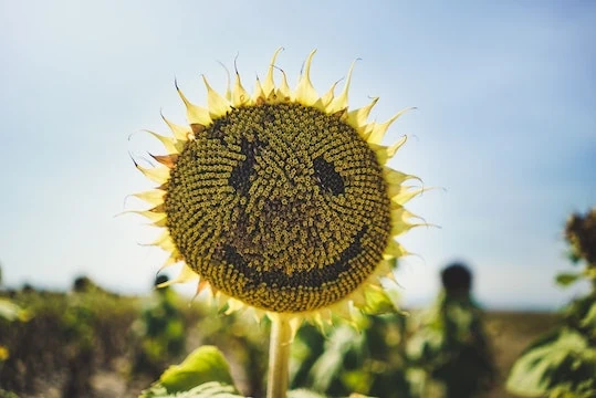 Coaching mit Humor und gezielter Provokation erleichtert Veränderung und ist wirkungsvoll